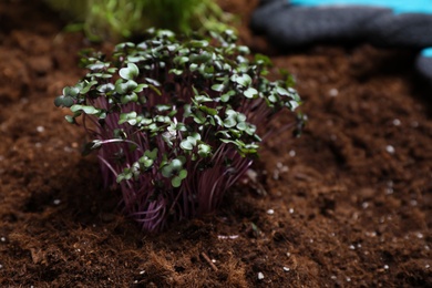 Photo of Fresh organic microgreen growing in soil, closeup