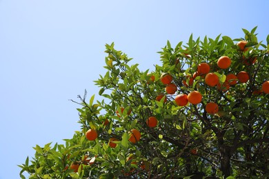 Photo of Bright green orange tree with fruits against blue sky on sunny day, view from below