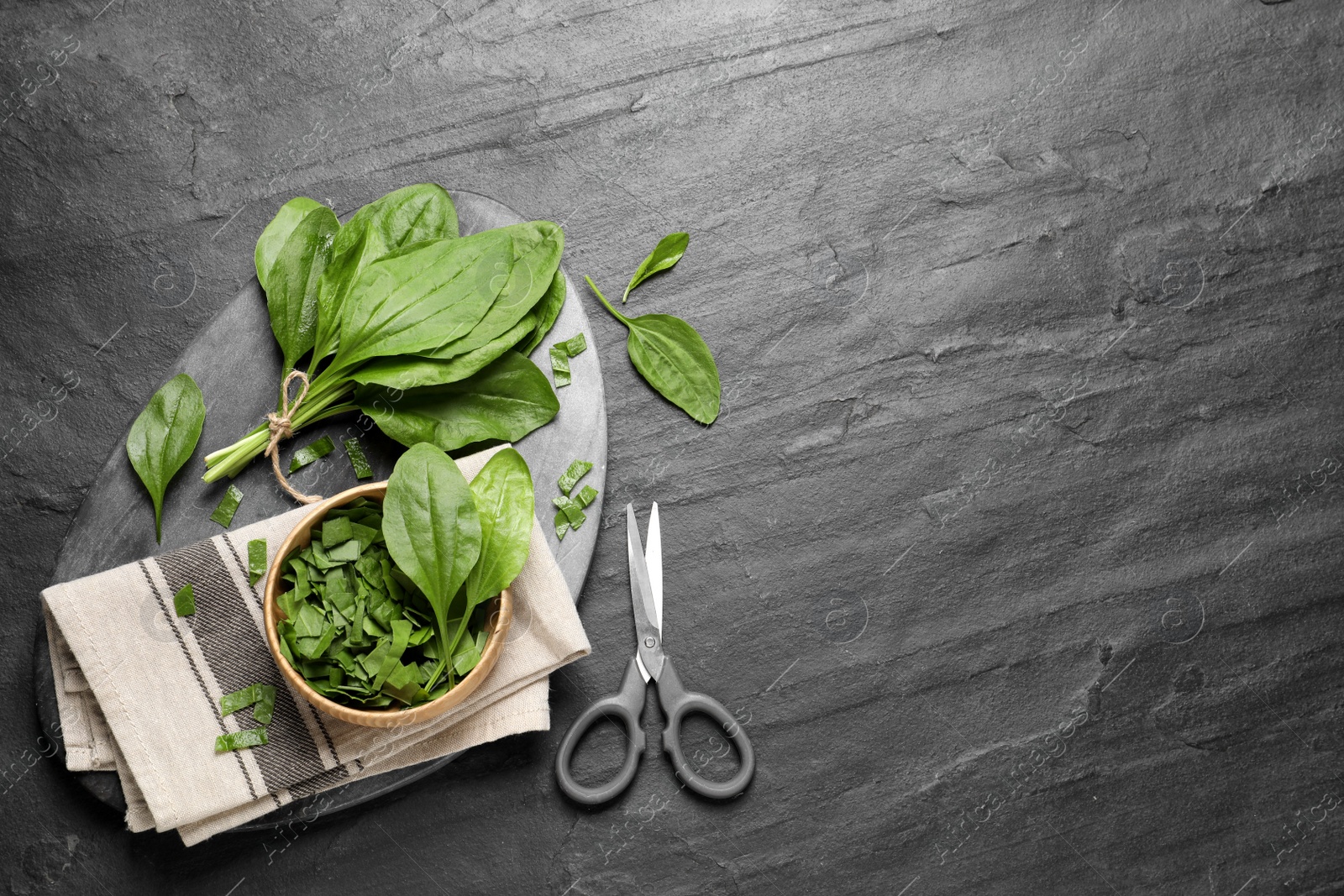 Photo of Broadleaf plantain leaves and scissors on black slate table, flat lay. Space for text