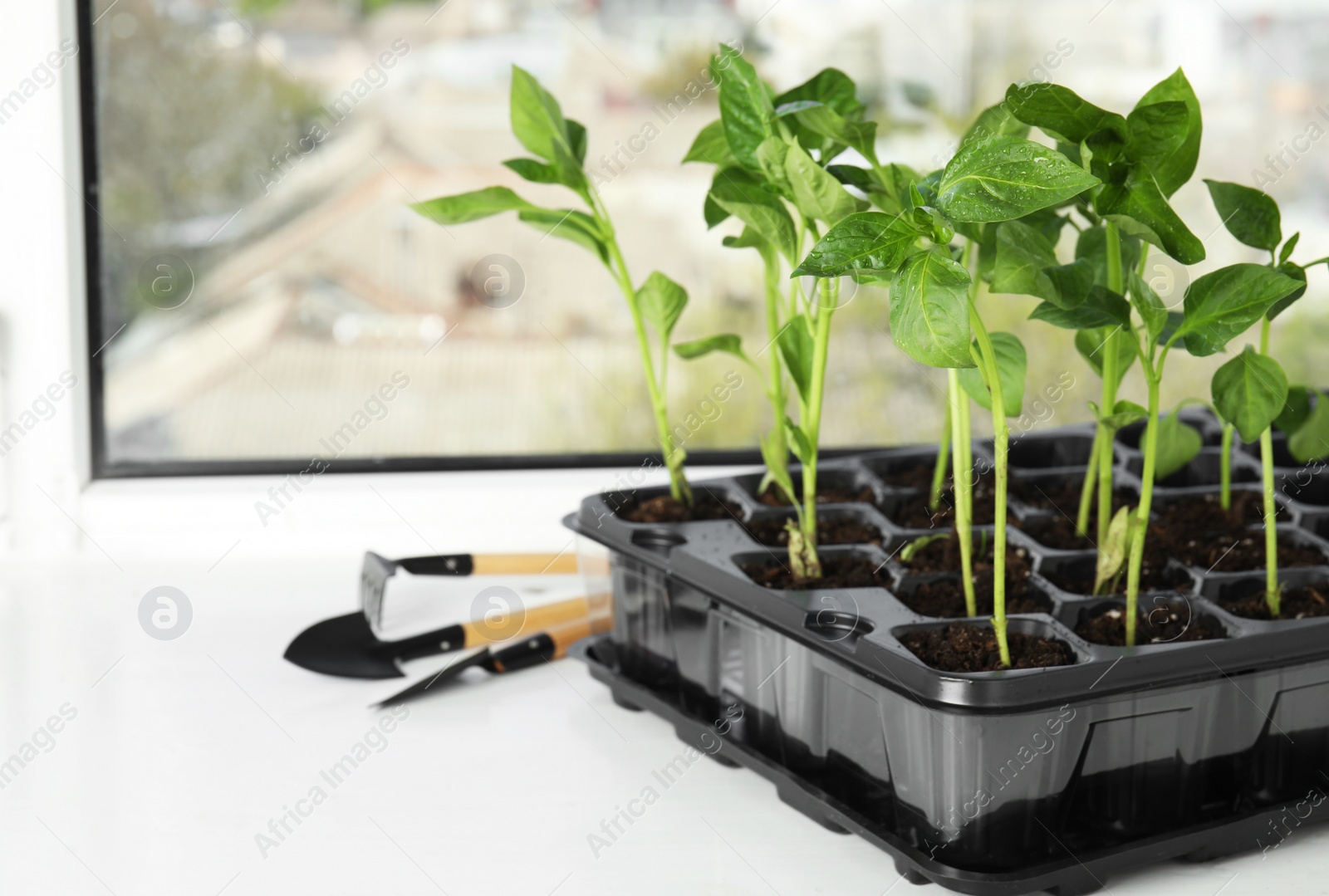 Photo of Vegetable seedlings and garden tools on window sill indoors