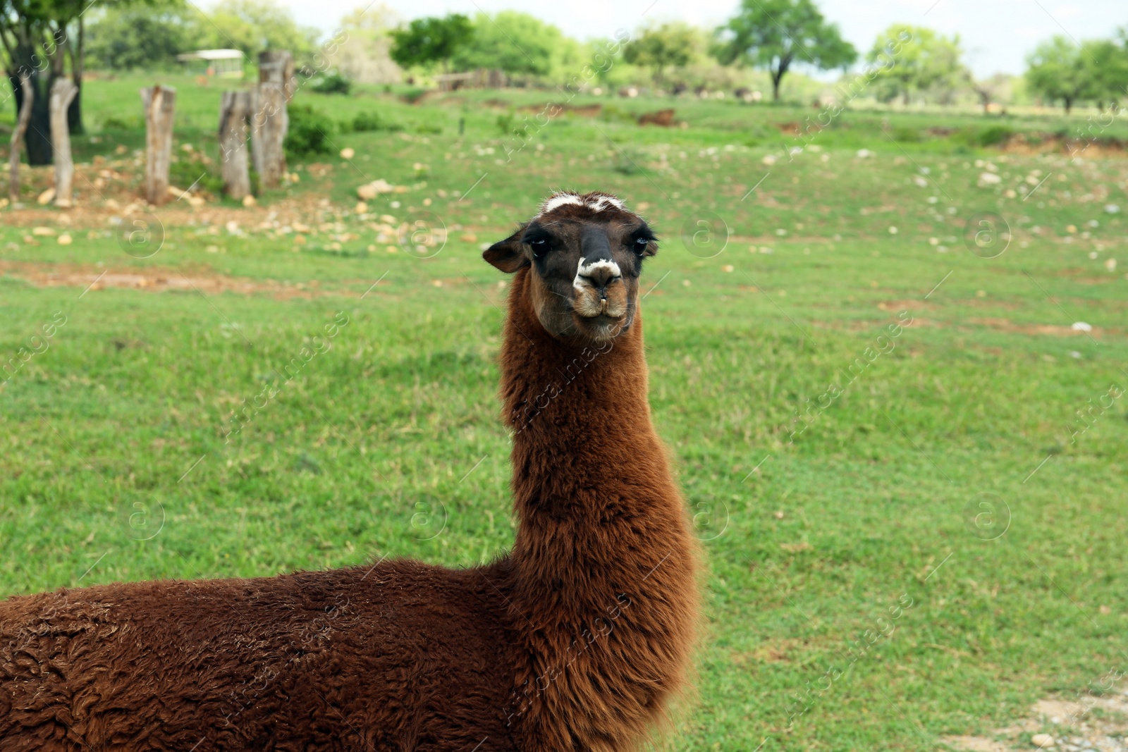 Photo of Beautiful fluffy llama on green grass in safari park