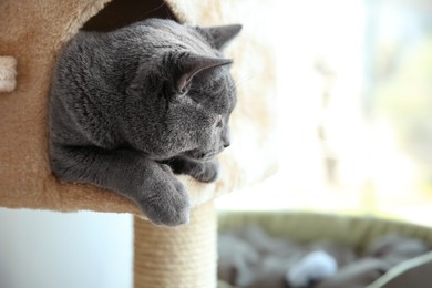 Photo of Cute pet on cat tree indoors, closeup