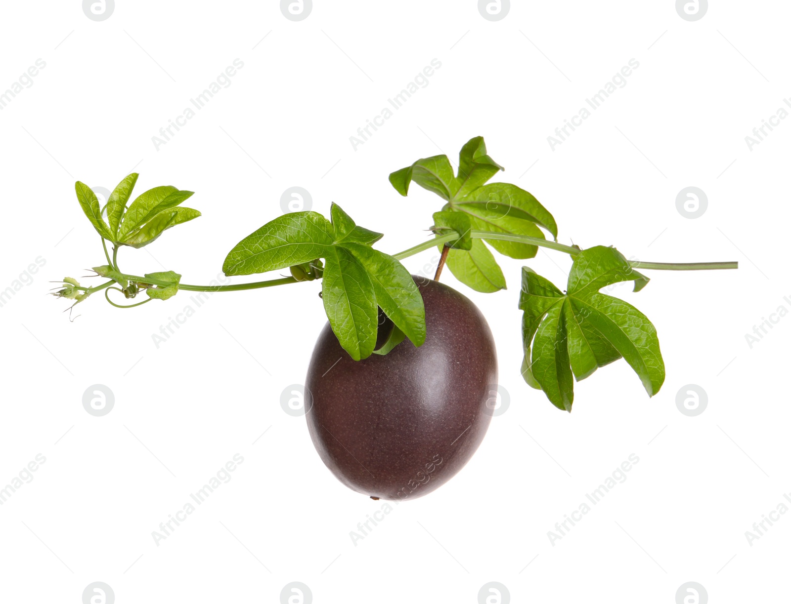 Photo of Passion fruit with leaves on white background. Passiflora plant