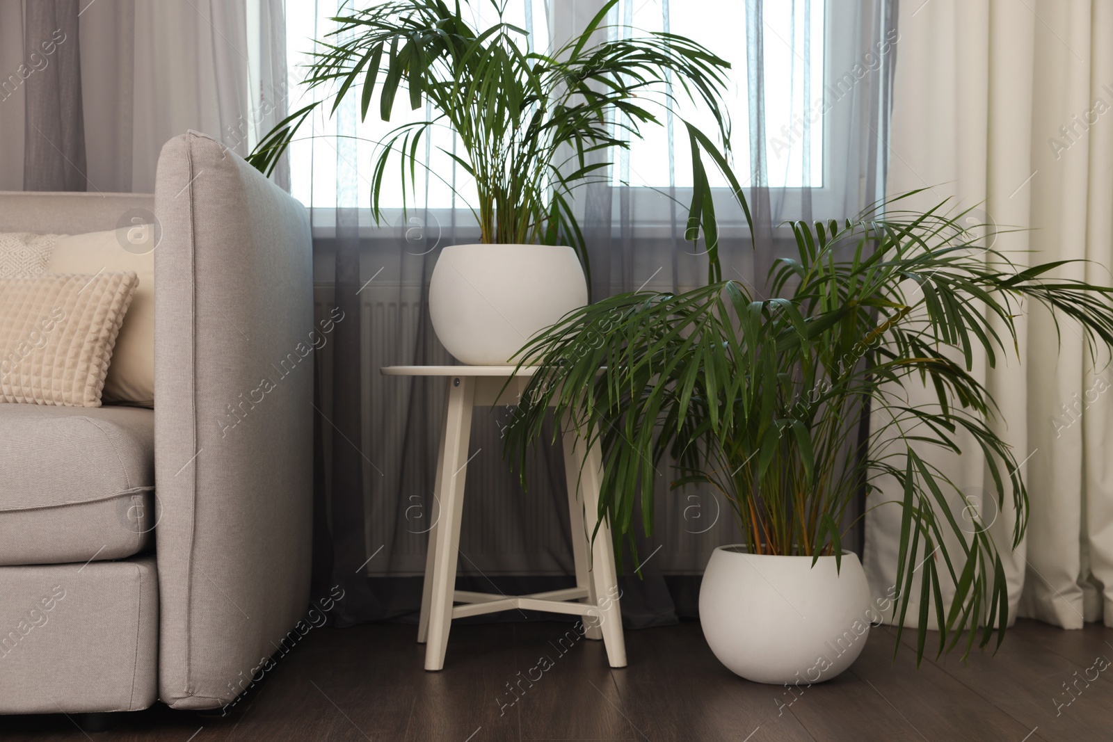 Photo of Beautiful houseplants near sofa in living room interior