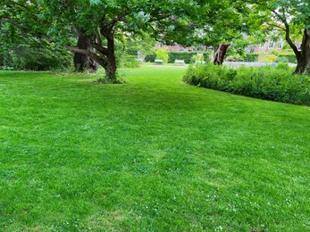 Photo of Beautiful lawn with green grass in park on sunny day