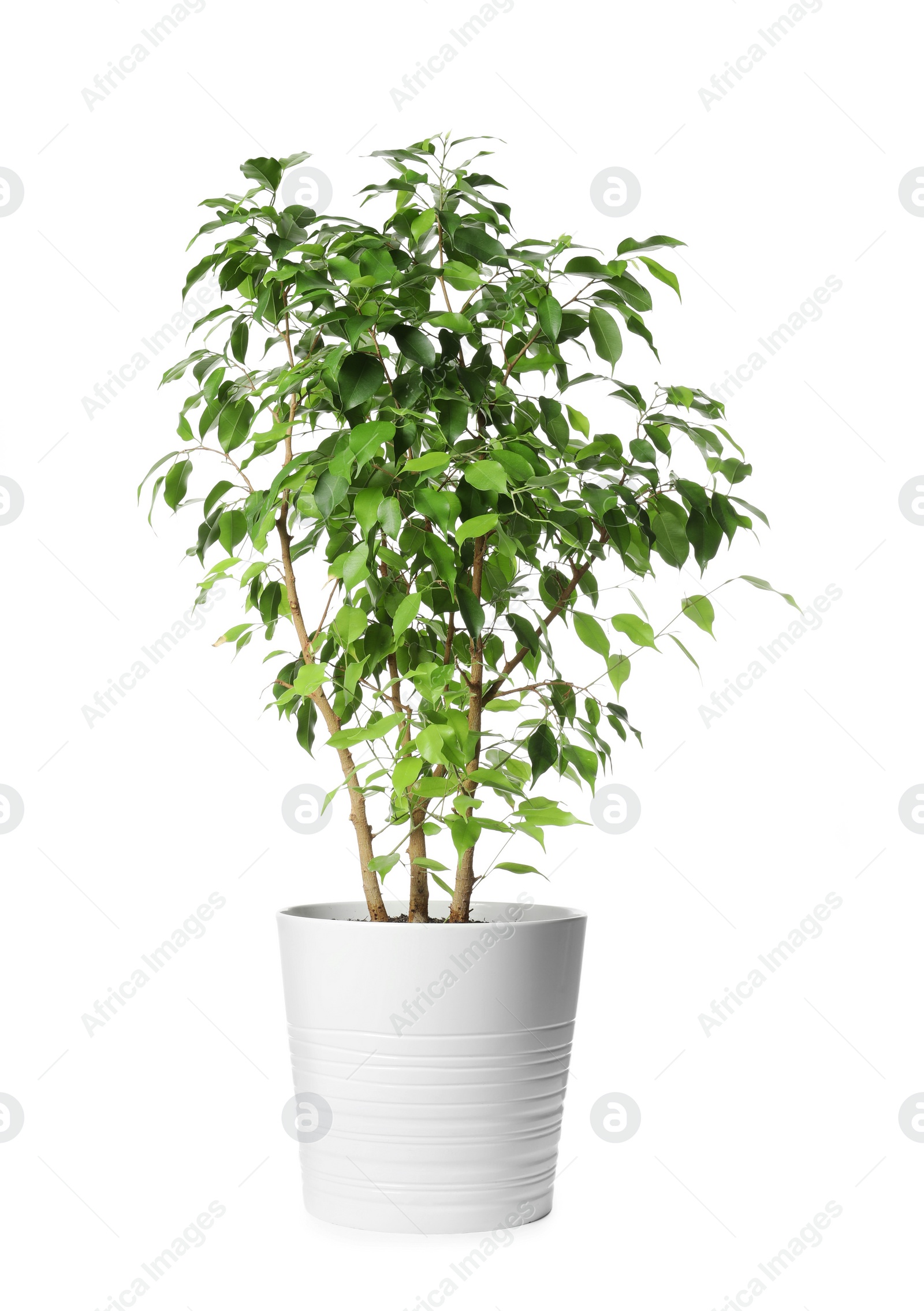 Photo of Beautiful ficus plant in pot on white background. House decor