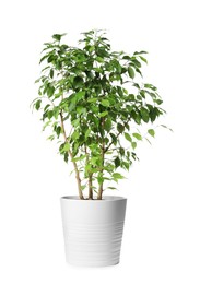 Beautiful ficus plant in pot on white background. House decor