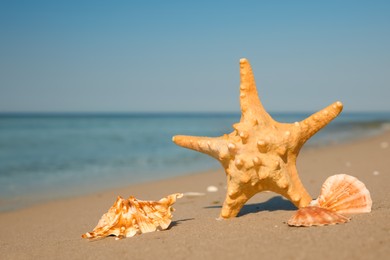 Beautiful sea star and shells on sandy beach, space for text