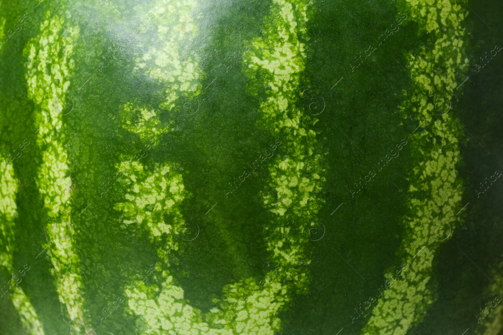 Photo of Whole ripe watermelon as background, closeup view