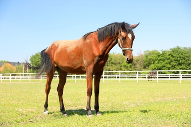 Photo of Bay horse in paddock on sunny day. Beautiful pet