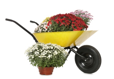 Image of Beautiful potted chrysanthemum flowers and garden cart on white background