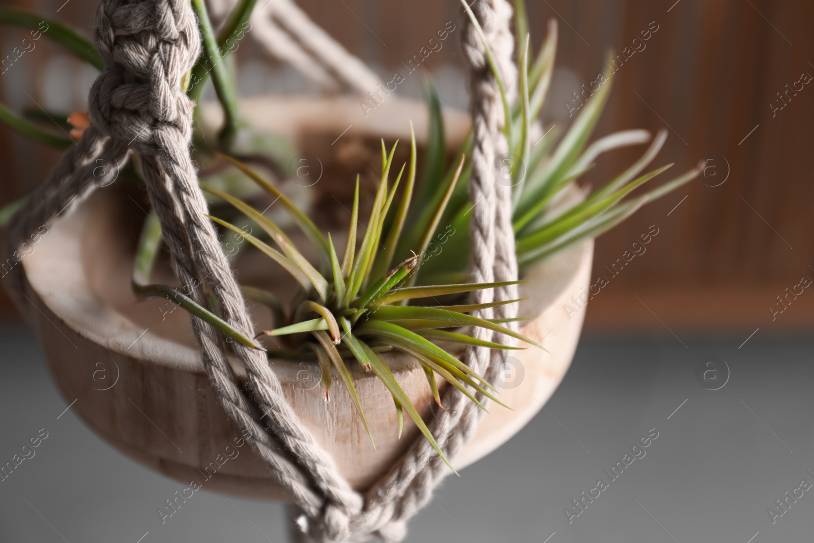 Photo of Tillandsia plants hanging on blurred background, closeup. House decor
