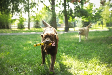 Cute Labrador Retriever dogs playing in green park