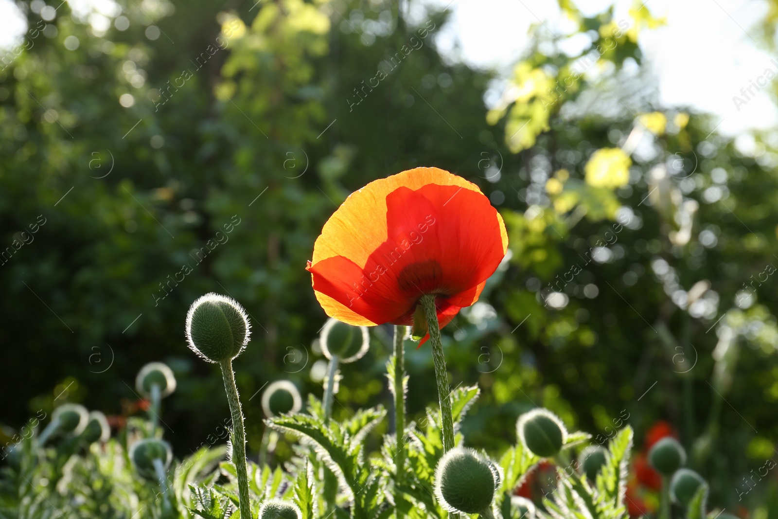 Photo of Beautiful bright red poppy flower outdoors on sunny day, closeup view