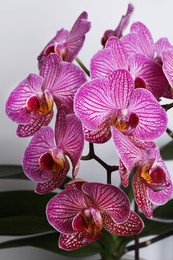 Photo of Beautiful violet orchid flowers on white background, closeup