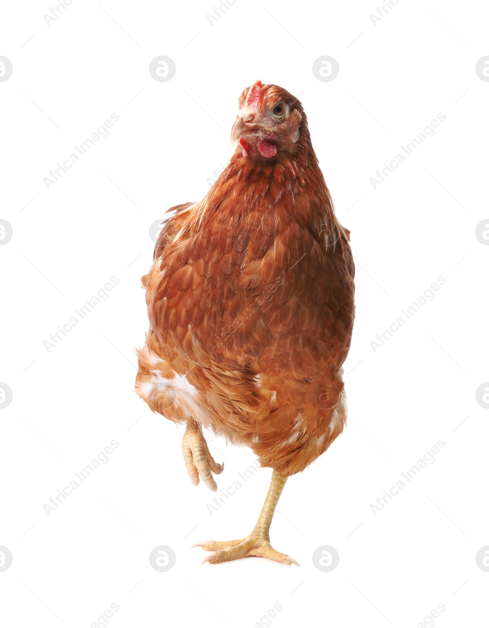 Photo of Beautiful chicken on white background. Domestic animal