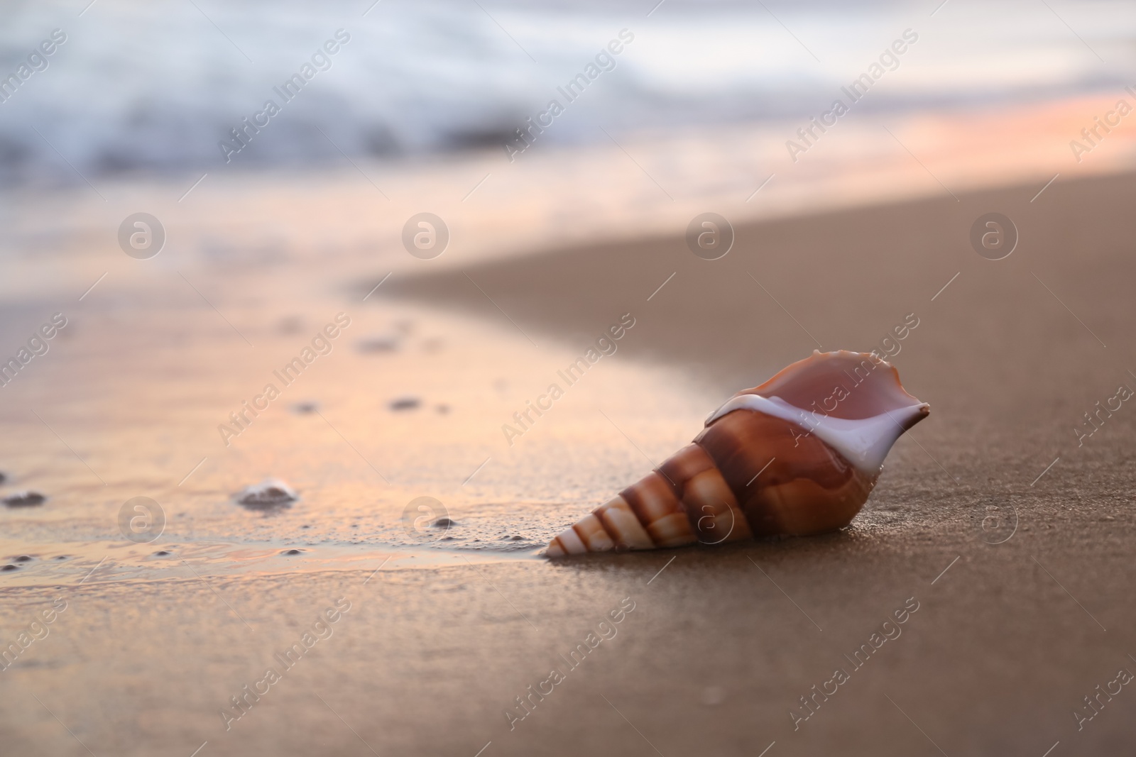 Photo of Beautiful seashell on sandy beach in morning. Space for text