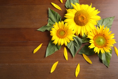 Beautiful bright sunflowers and petals on wooden background, flat lay. Space for text