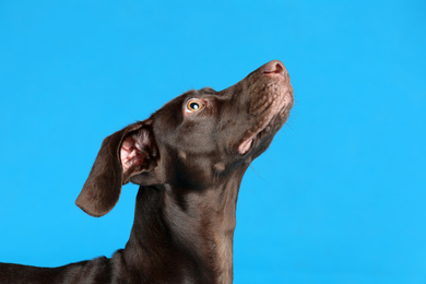 Photo of German Shorthaired Pointer dog on blue background