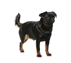 Photo of Adorable black Petit Brabancon dog standing on white background