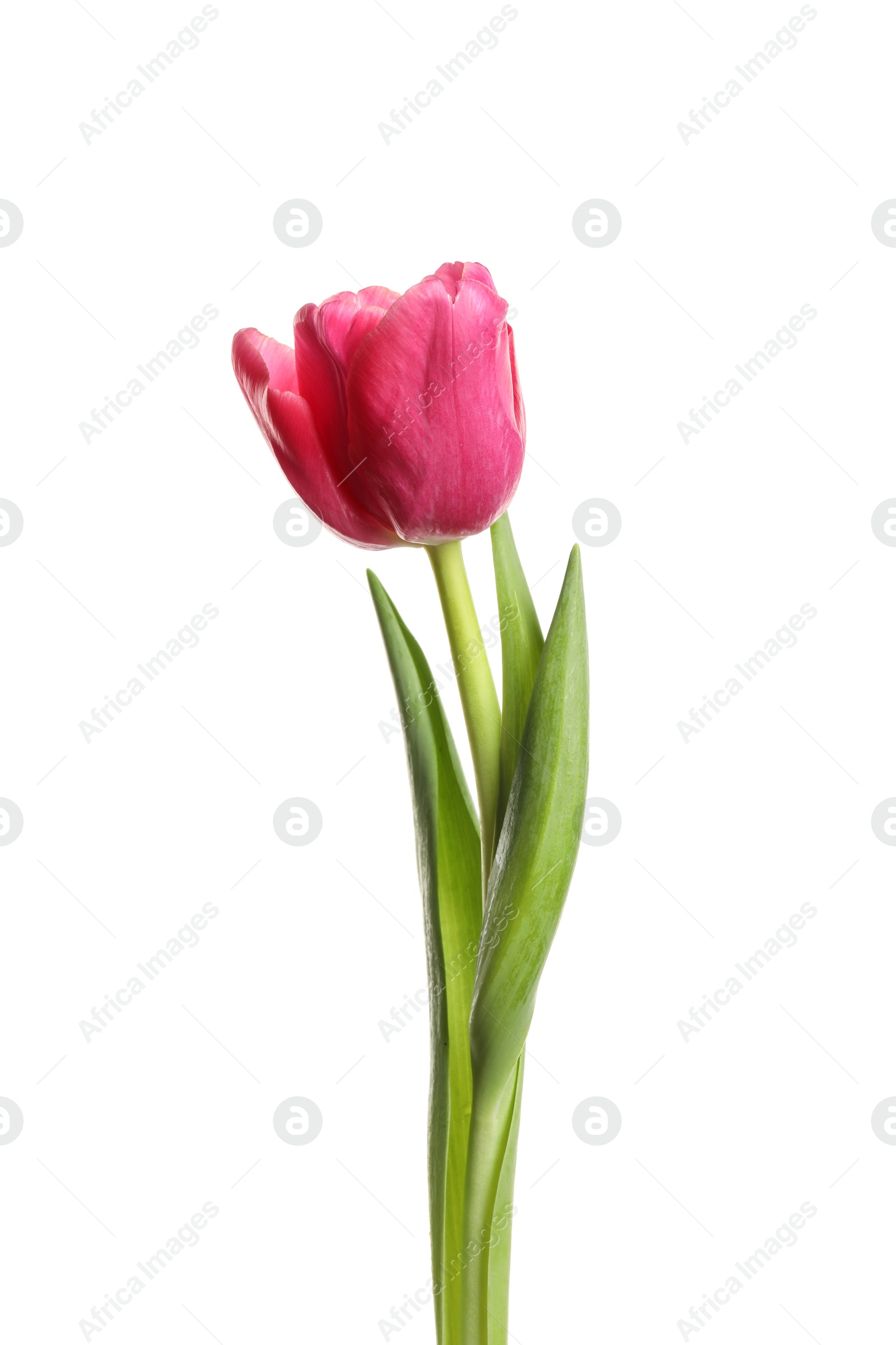 Photo of Beautiful tender spring tulip isolated on white