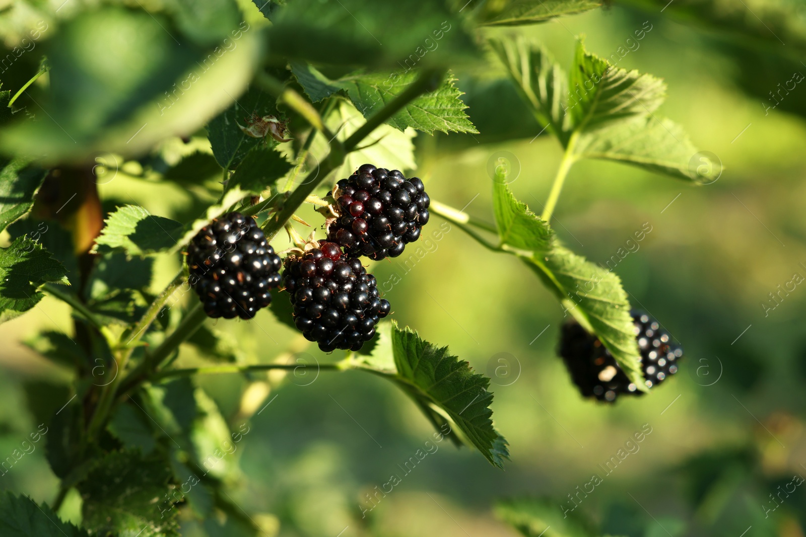 Photo of Ripe blackberries growing on bush outdoors, closeup. Space for text