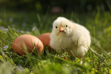 Cute chick and eggs on green grass outdoors, closeup. Baby animal