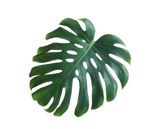 Green fresh monstera leaf isolated on white. Tropical plant