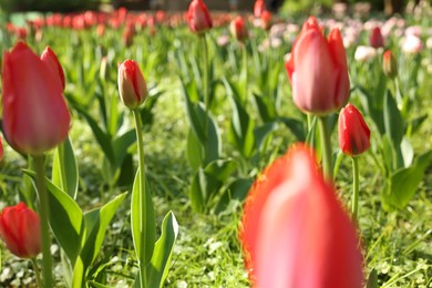 Beautiful red tulips growing outdoors on sunny day
