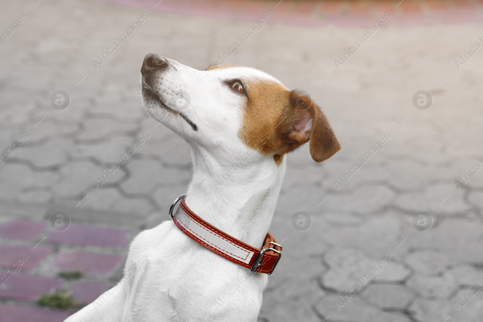 Photo of Beautiful Jack Russell Terrier in brown leather dog collar on city street. Space for text