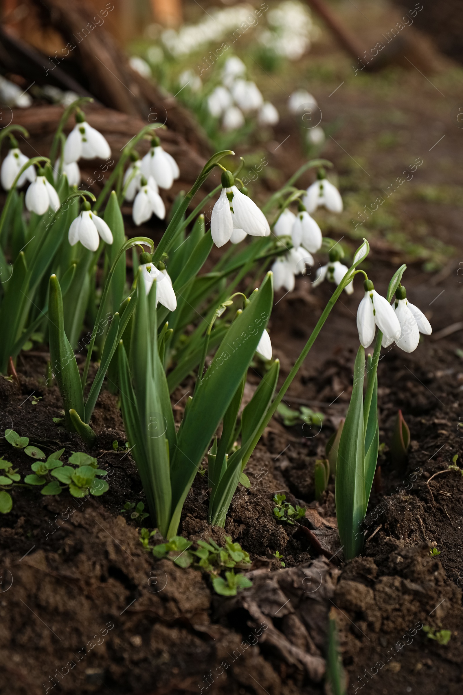 Photo of Beautiful white blooming snowdrops growing outdoors. Spring flowers