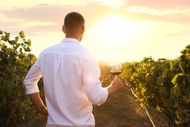 Photo of Handsome man with glass of wine at vineyard on sunny day, back view
