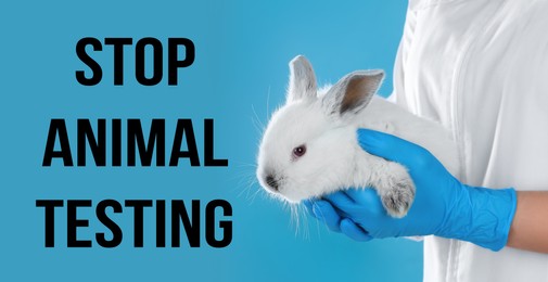 STOP ANIMAL TESTING. Scientist holding rabbit on  blue background, closeup