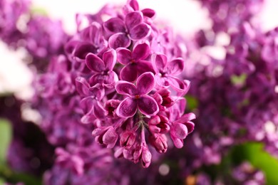 Photo of Closeup view of beautiful lilac flowers on blurred background