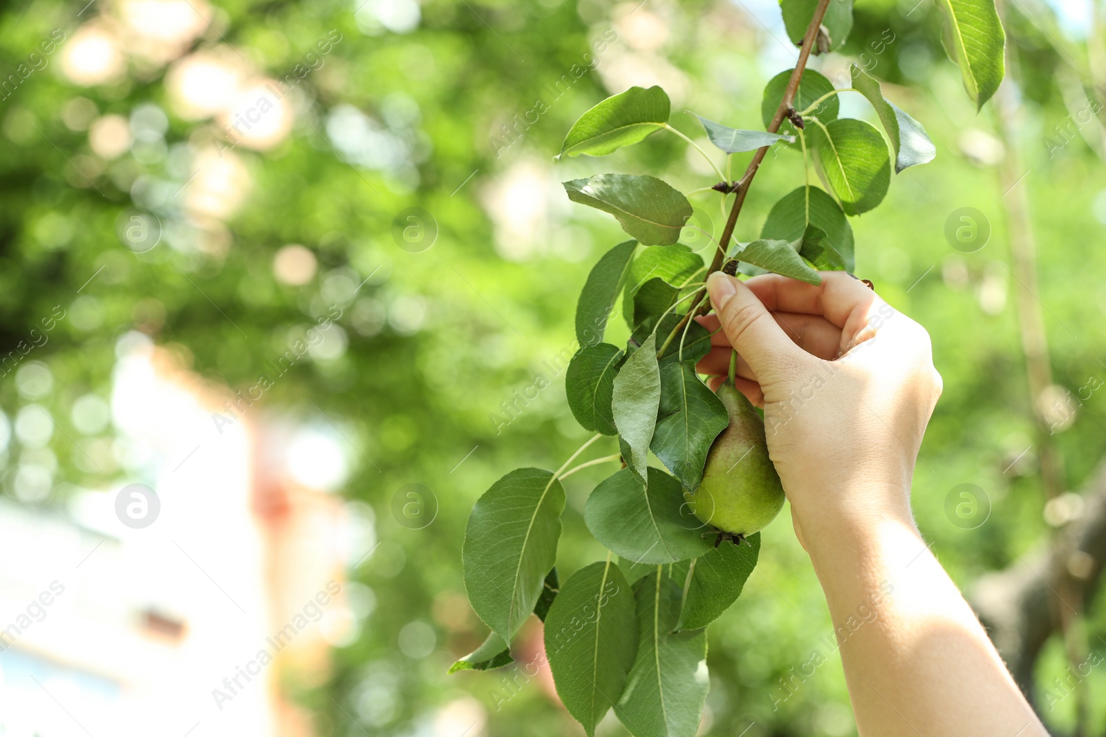 Photo of Woman picking pear from tree in orchard, closeup