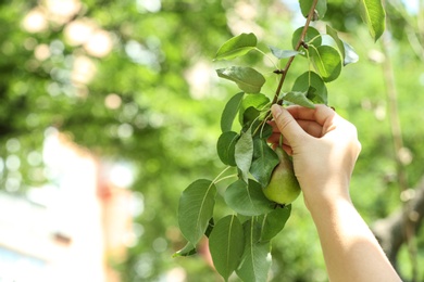 Photo of Woman picking pear from tree in orchard, closeup