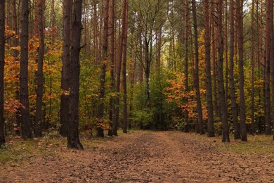 Trail and beautiful trees in forest. Autumn season