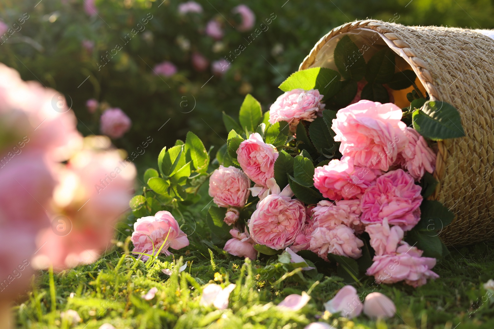 Photo of Overturned wicker basket with beautiful tea roses on green grass in garden