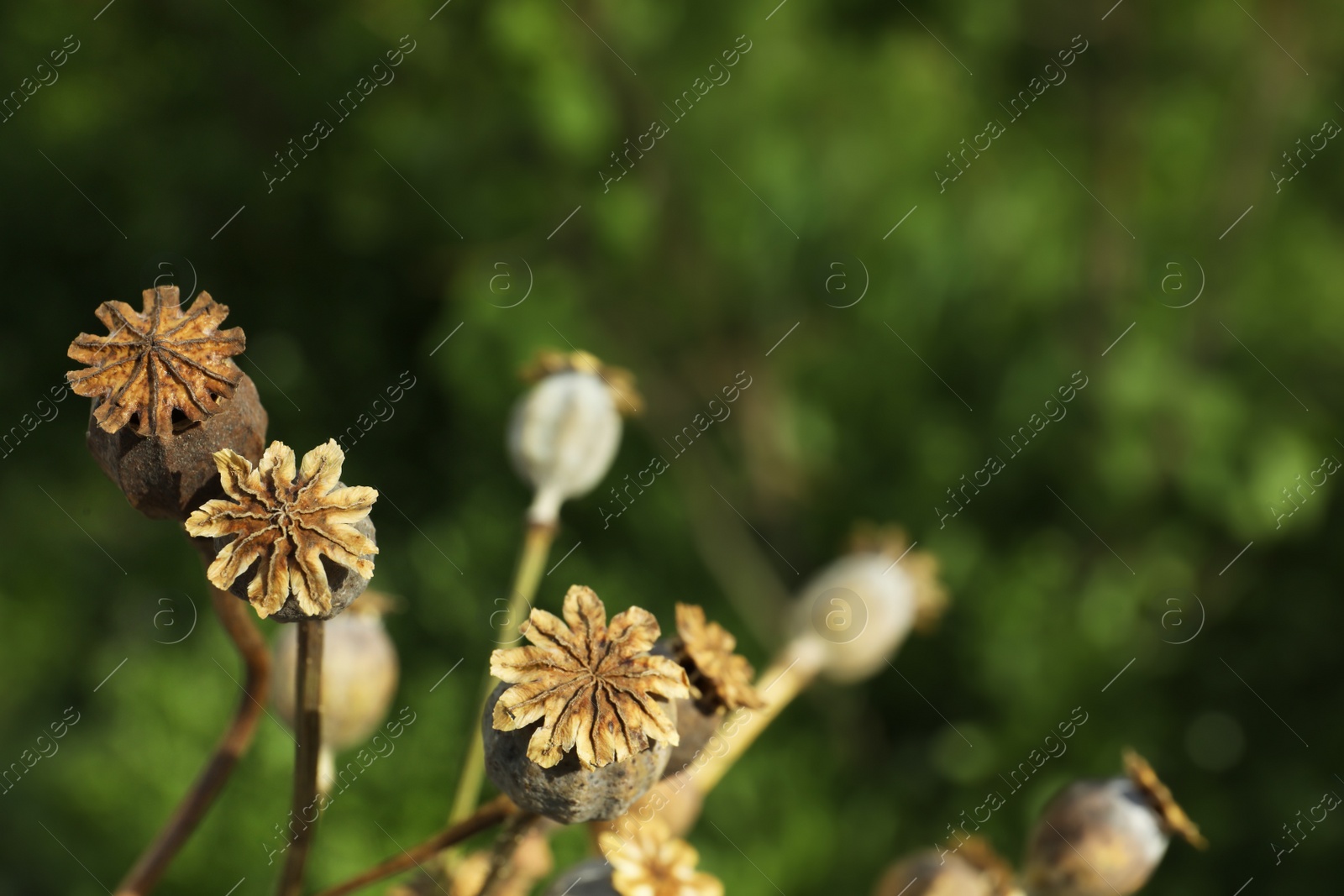 Photo of Dry poppy heads outdoors, closeup. Space for text