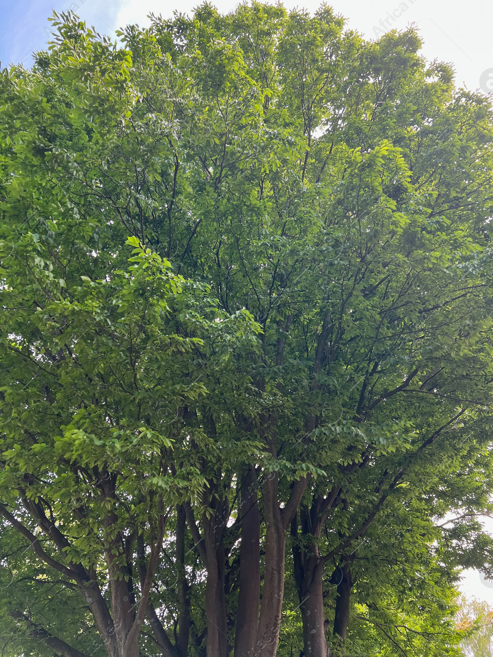 Photo of Beautiful tree with green leaves outdoors on sunny day