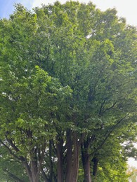 Photo of Beautiful tree with green leaves outdoors on sunny day