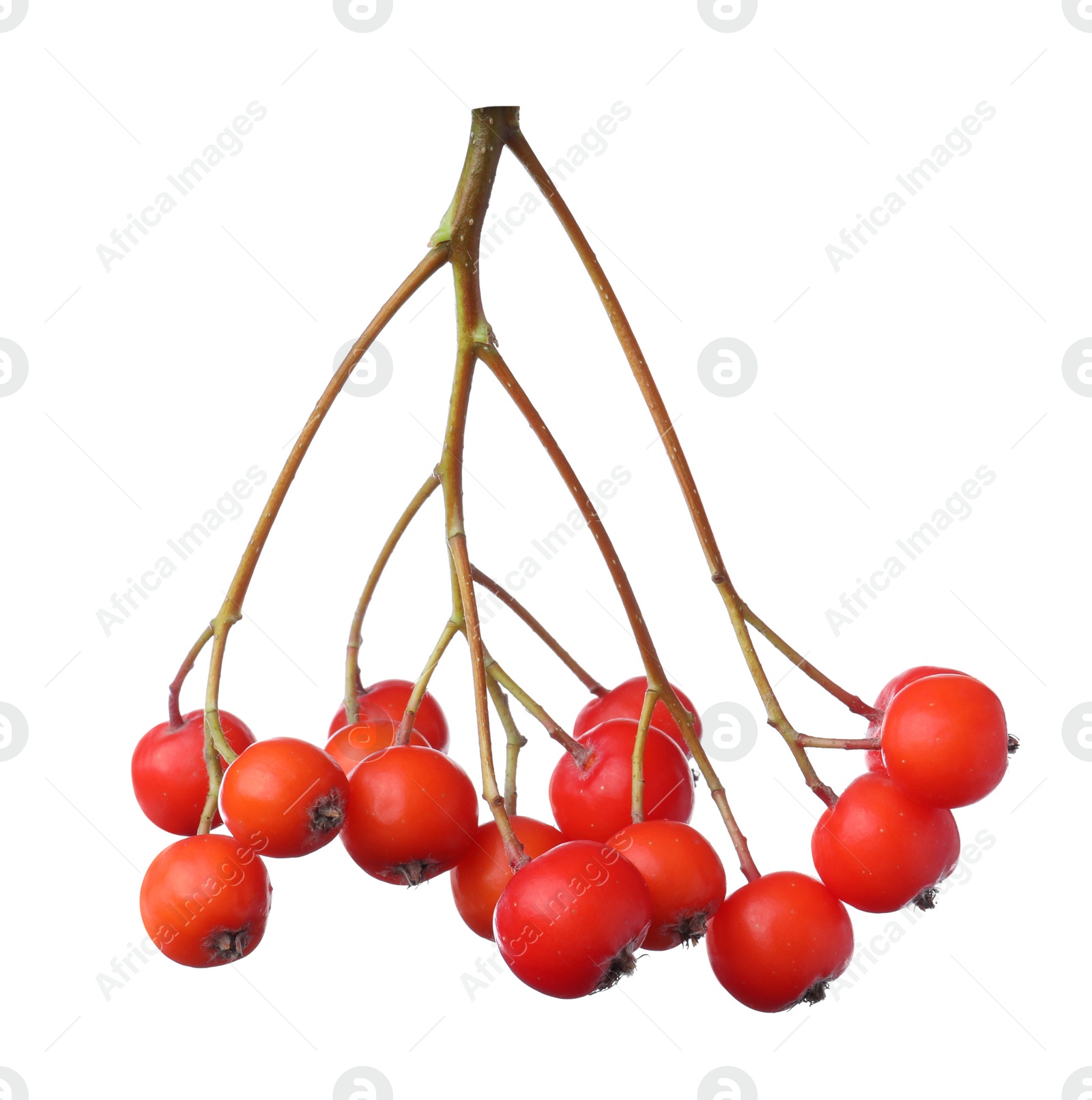 Photo of Bunch of ripe rowan berries on white background