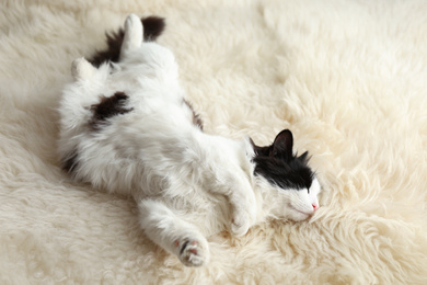 Photo of Cute cat relaxing on faux fur. Lovely pet