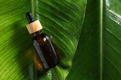 Photo of Bottle of cosmetic product on wet green leaves, top view. Space for text
