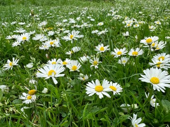 Photo of Beautiful flowers and green grass growing outdoors