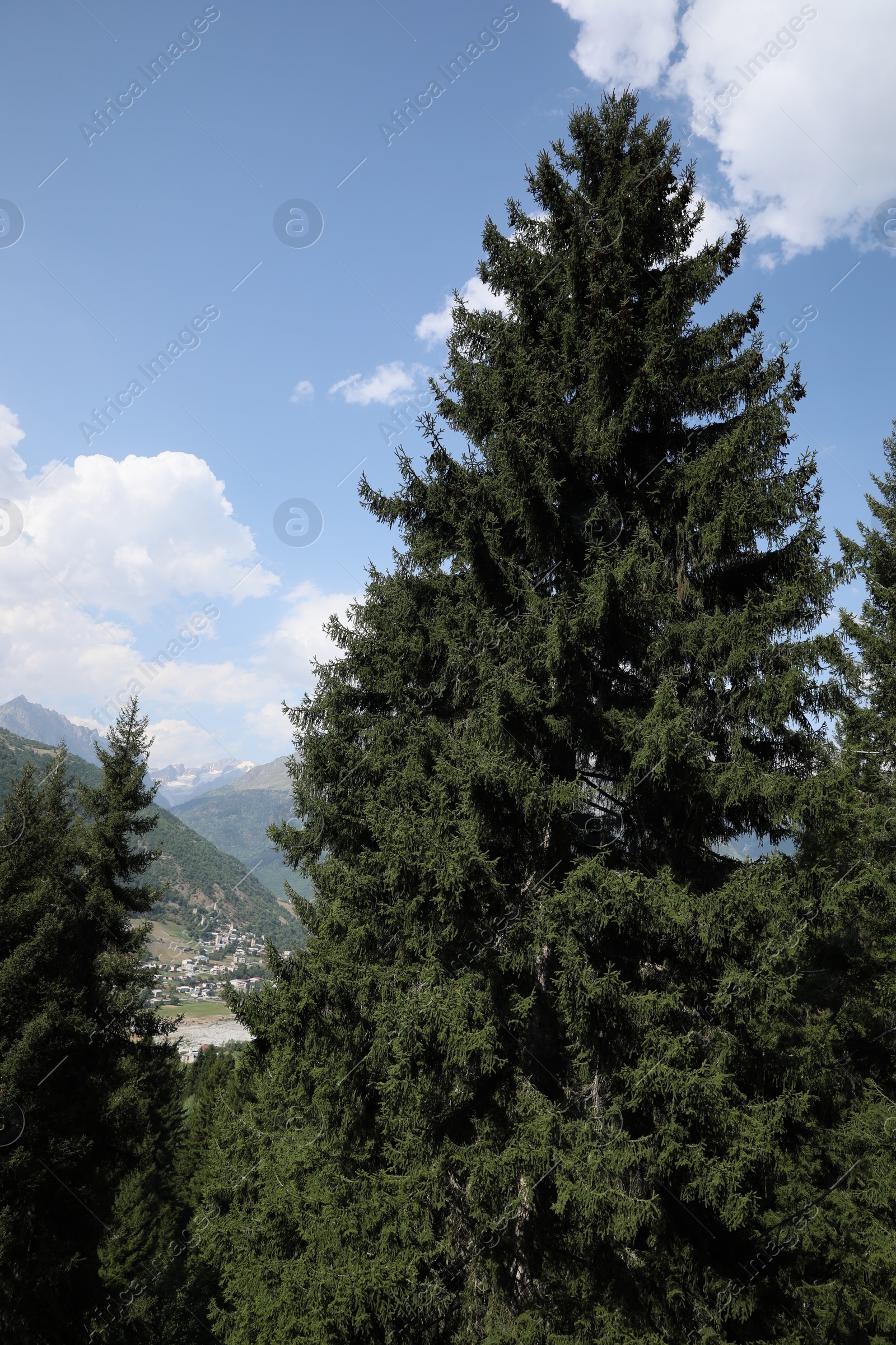 Photo of Beautiful spruce trees under light blue cloudy sky