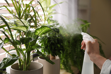 Woman spraying plants near window at home, closeup