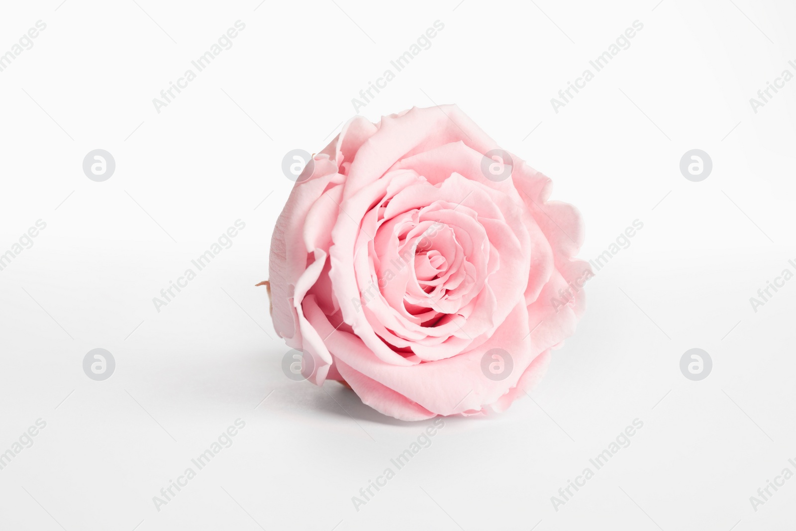 Photo of Beautiful pink rose flower isolated on white