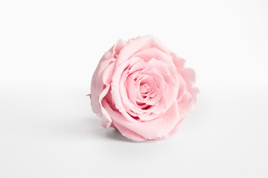 Photo of Beautiful pink rose flower isolated on white