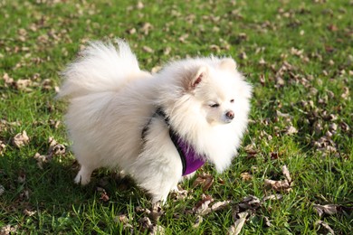 Photo of Cute fluffy Pomeranian dog on green grass outdoors. Lovely pet